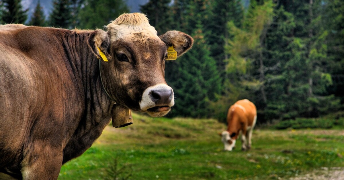 Can animals sense earthquakes before they strike?