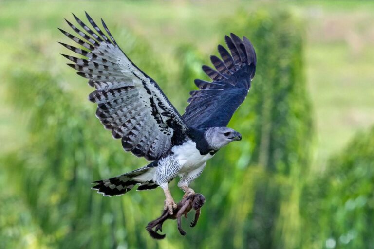 Can harpy eagles attack humans? Amazon case rekindles scientific debate