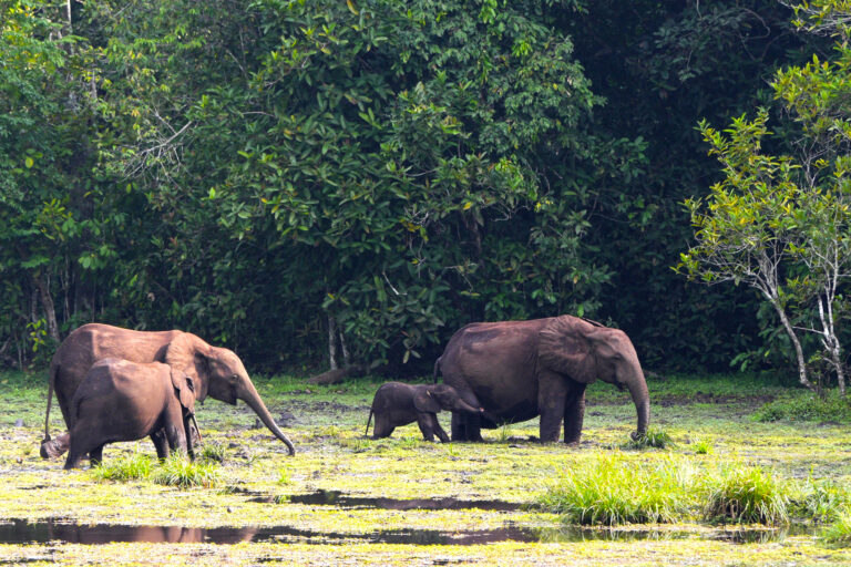 Can selective logging help the Congo Basin store more carbon?