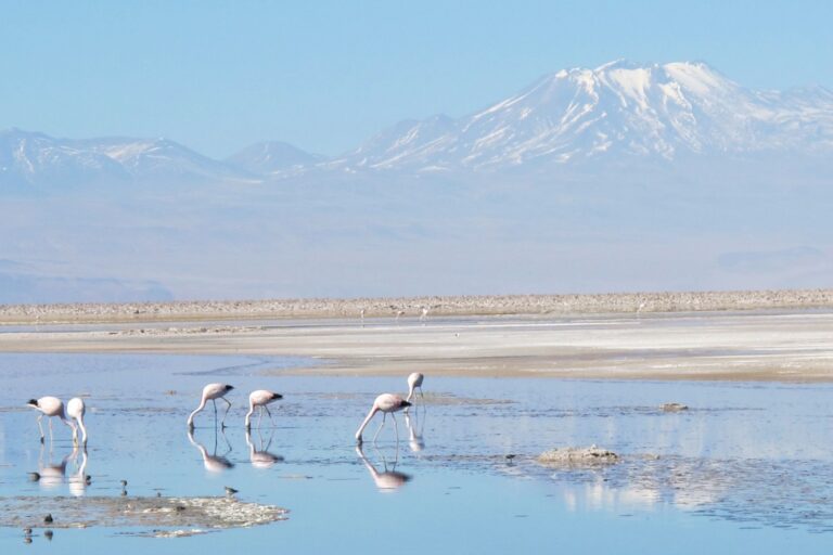 Can ‘fog harvesting’ help solve water scarcity in Chile’s Atacama Desert?