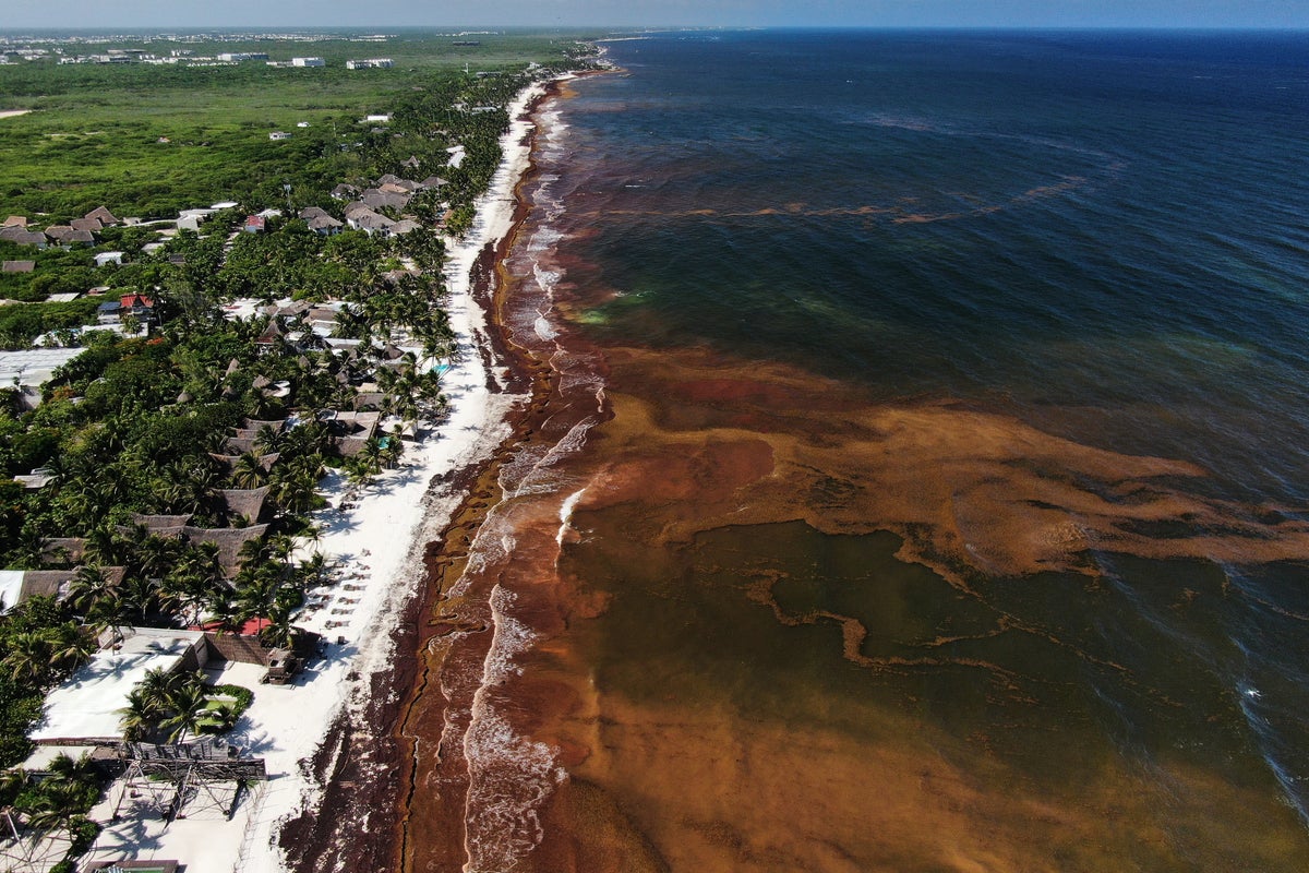 Caribbean and Gulf of Mexico beaches swathed in record levels of seaweed