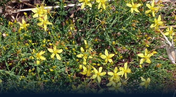 Cases of Blindness and Skin Cracks Among Livestock Due to the ‘Apocratus’ Plant