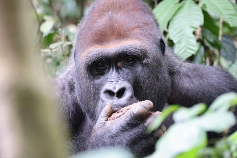 Central African Republic’s Dzanga-Sangha tests the promise of wildlife tourism