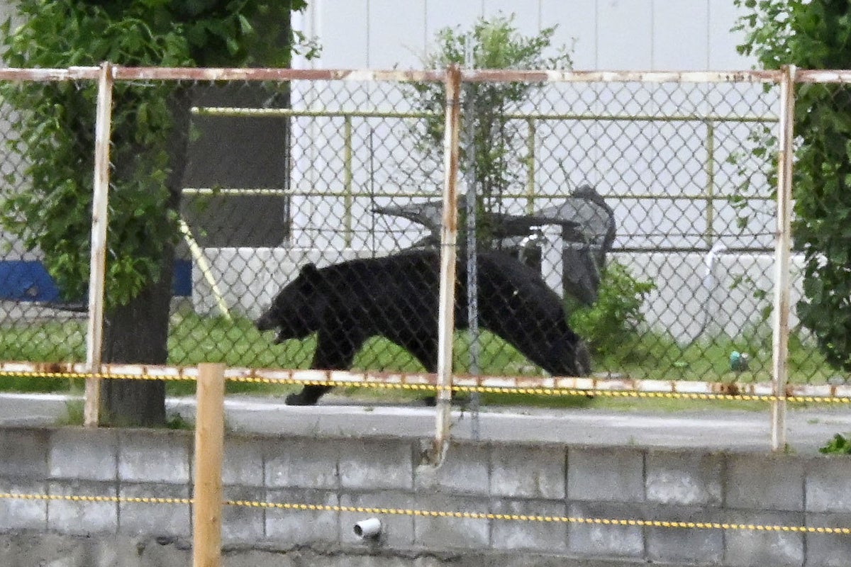 Climbers rescued by helicopter from Japan mountain after bear encounter