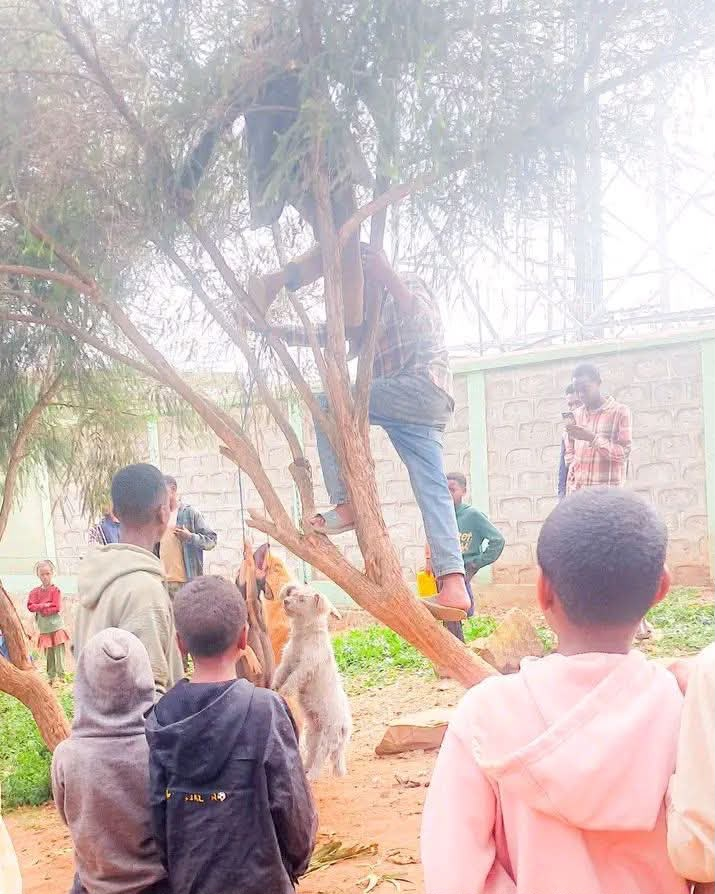 Coalition for Cruelty Free Africa CONDEMNS the BARBARIC Mass Killing of Dogs in Hosanna, Ethiopia, Africa and Calls for Immediate Action