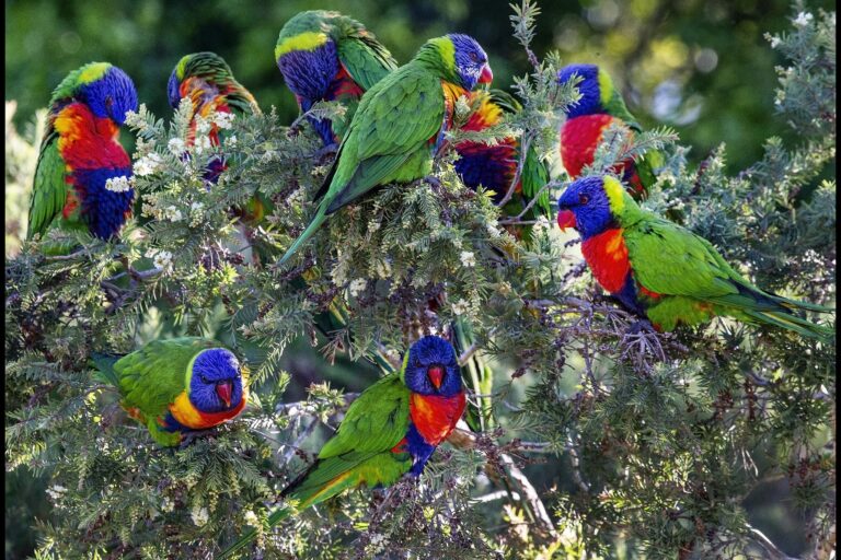 Colorful birds are at greater risk of extinction than drab birds, study finds