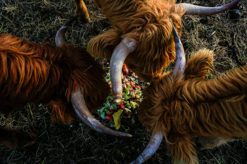 Scott Luckie and Tara Luckie’s Highland cattle munch on table scraps at Luckie Farms on Jan. 4, 2023, in Lake Stevens, Washington. (Annie Barker / The Herald)