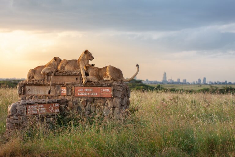 Conservationists got delayed access to court-ordered inspection of Nairobi National Park