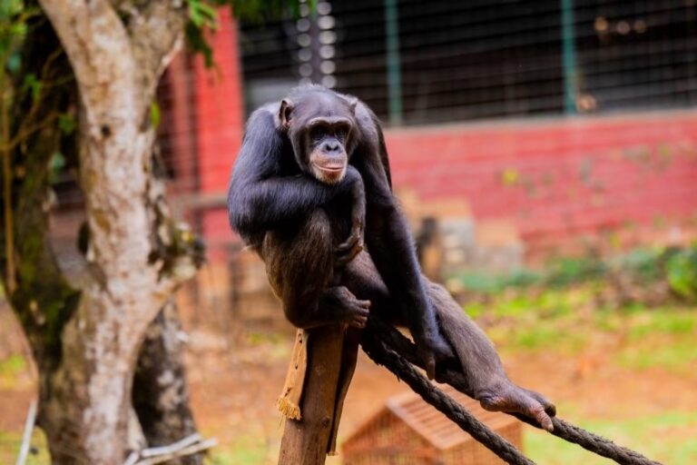 Conserving Sierra Leone’s western chimpanzees: Interview with Tacugama’s Willie Tucker