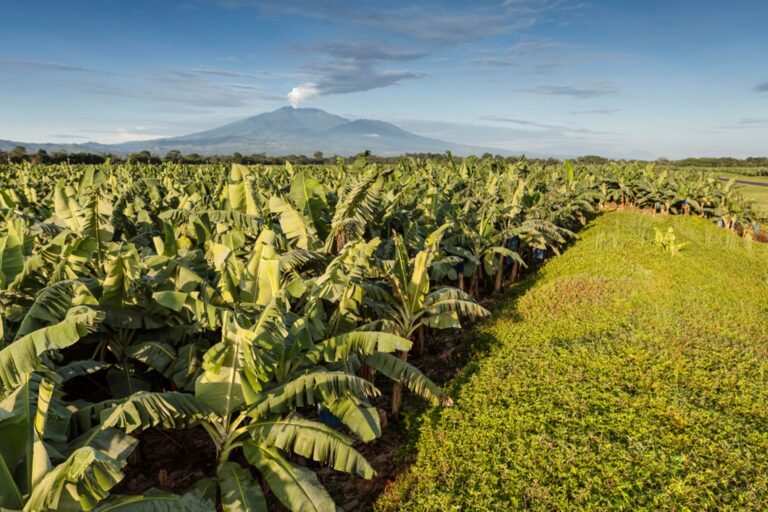 Costa Rica banana plantation destroyed protected wetland, complaint alleges