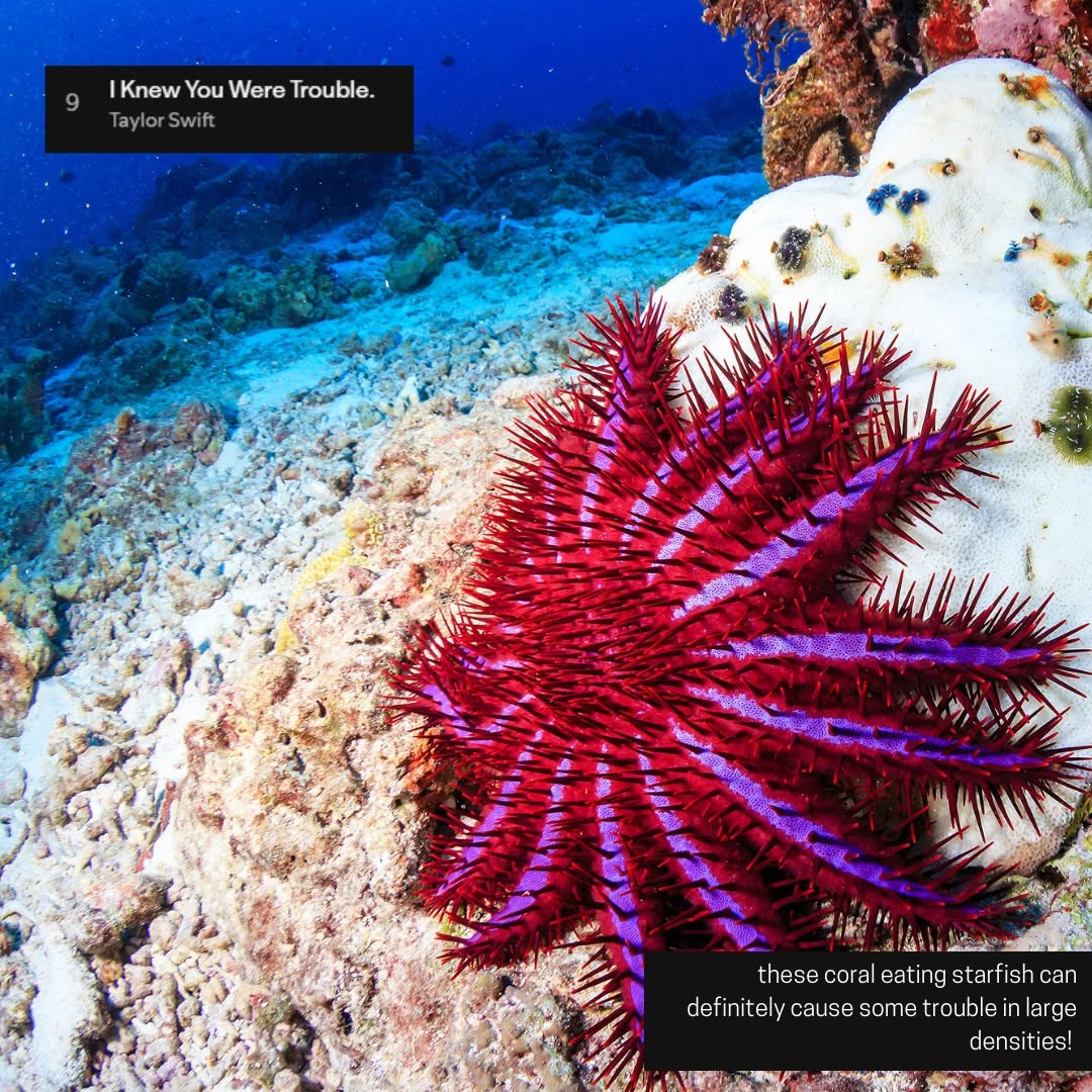 Crown-of-Thorns Starfish Outbreak Detected in Ngederrak; Officials, Communities Urged to Act