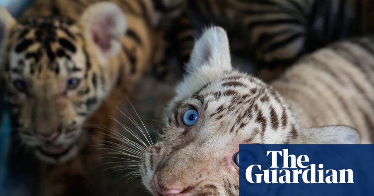 Cuban zoo celebrates birth of Bengal tigers amid energy crisis | Cuba