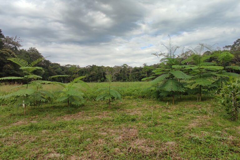 Dark earth: Ancient Amazonian soil can boost forest restoration, study finds