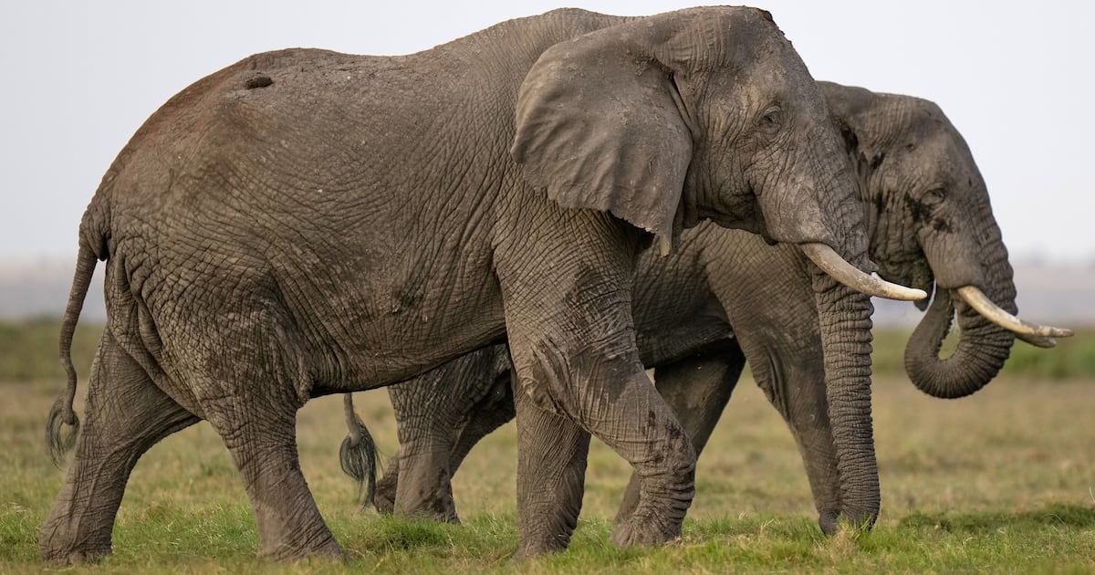 Death of 15 elephants in Kenyan national park sparks outrage and an investigation