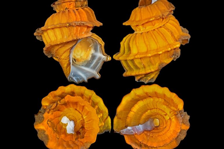 Deep sea mining identified as biggest threat to known and unknown deep-sea creatures