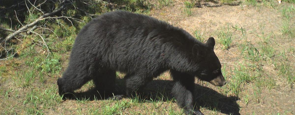 File: A small black bear.