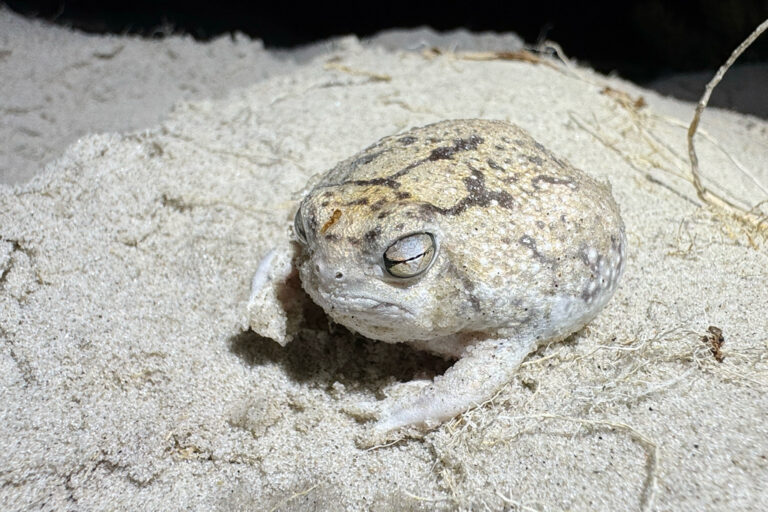 Desert rain frogs threatened with extinction in southern Africa