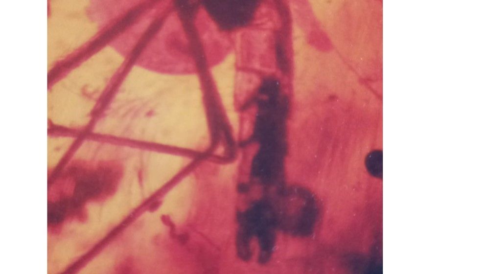 Dinosaur Blood Preserved Inside an Insect in Jordanian Amber...