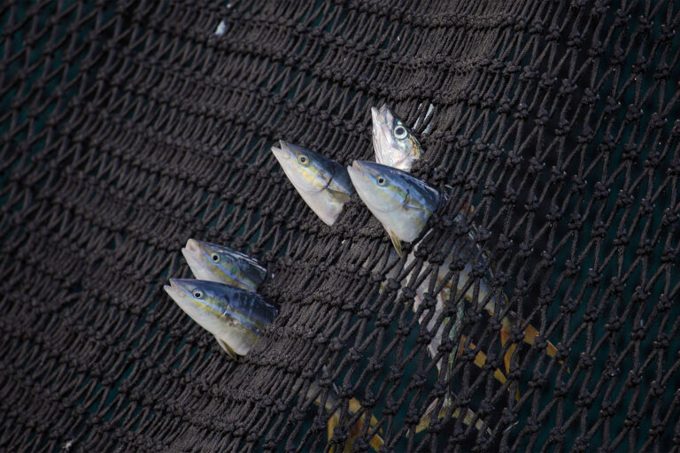 Drifting tuna fishing gear enter half of marine protected areas: study