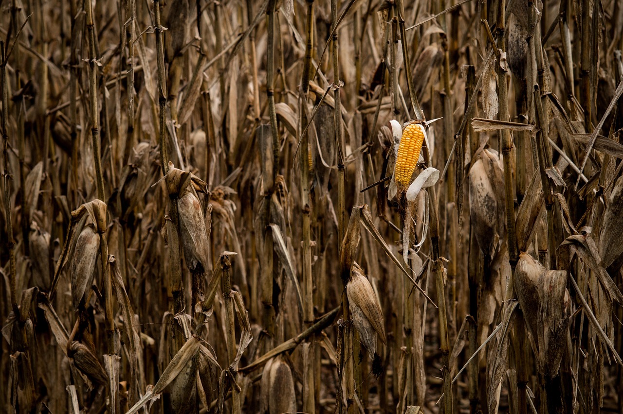 Drought Leaves Irreversible Damage to Maize and Sunflower Crops