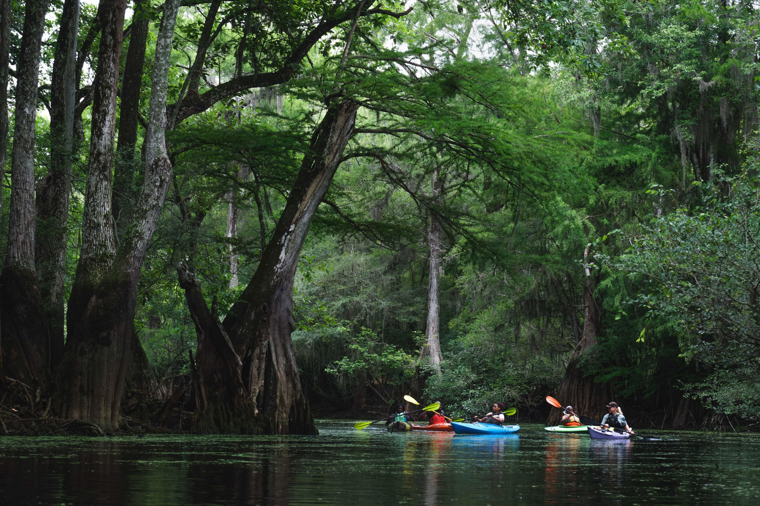 Ebenezer Creek kayaking trip highlights natural beauty, Civil War tragedy