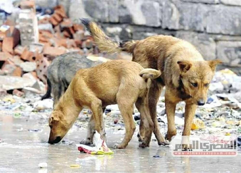 Egypt bans poisoning of street dogs under new national strategy