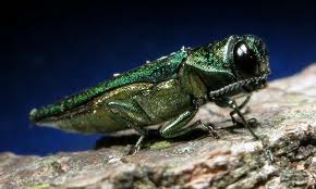 emerald-ash-borer