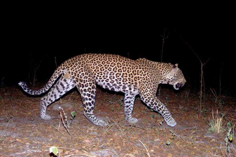 Endangered West African leopards show signs of recovery, despite odds. ‘It’s a win’