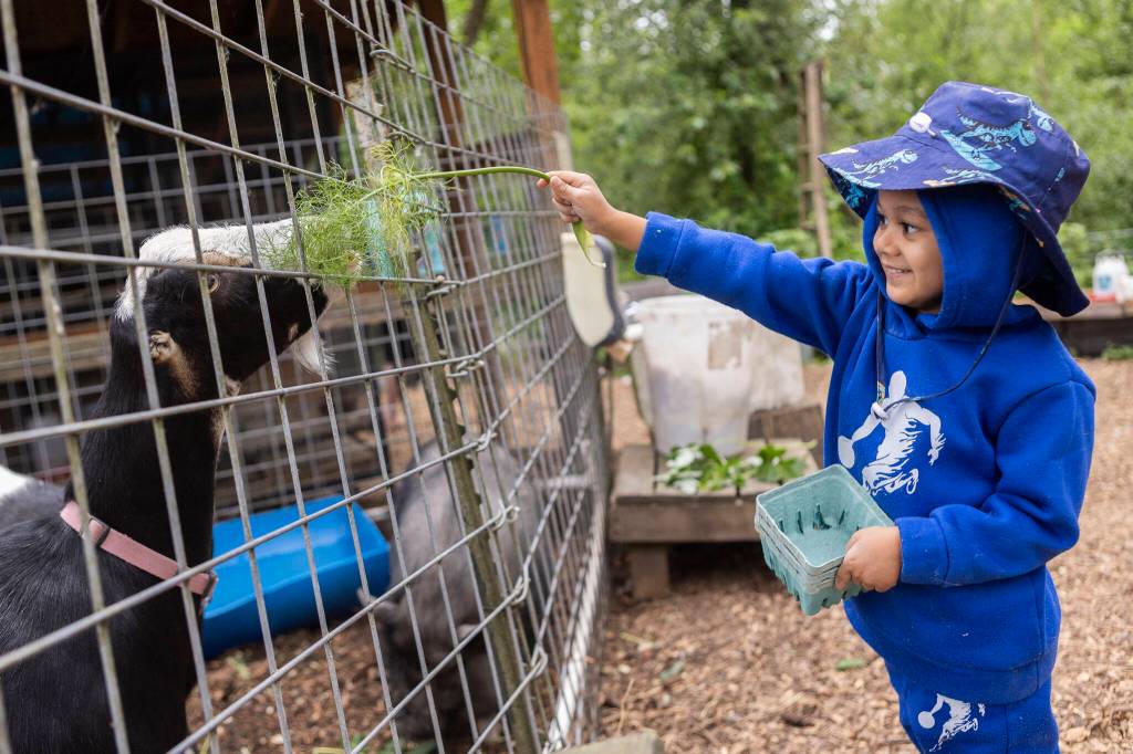 Hayat Saviq, 4, feeds a goat at Vaughn’s Teaching Farm and Kitchen on Thursday, June 25, 2026, in Lynnwood, Washington. (Olivia Vanni / The Herald)