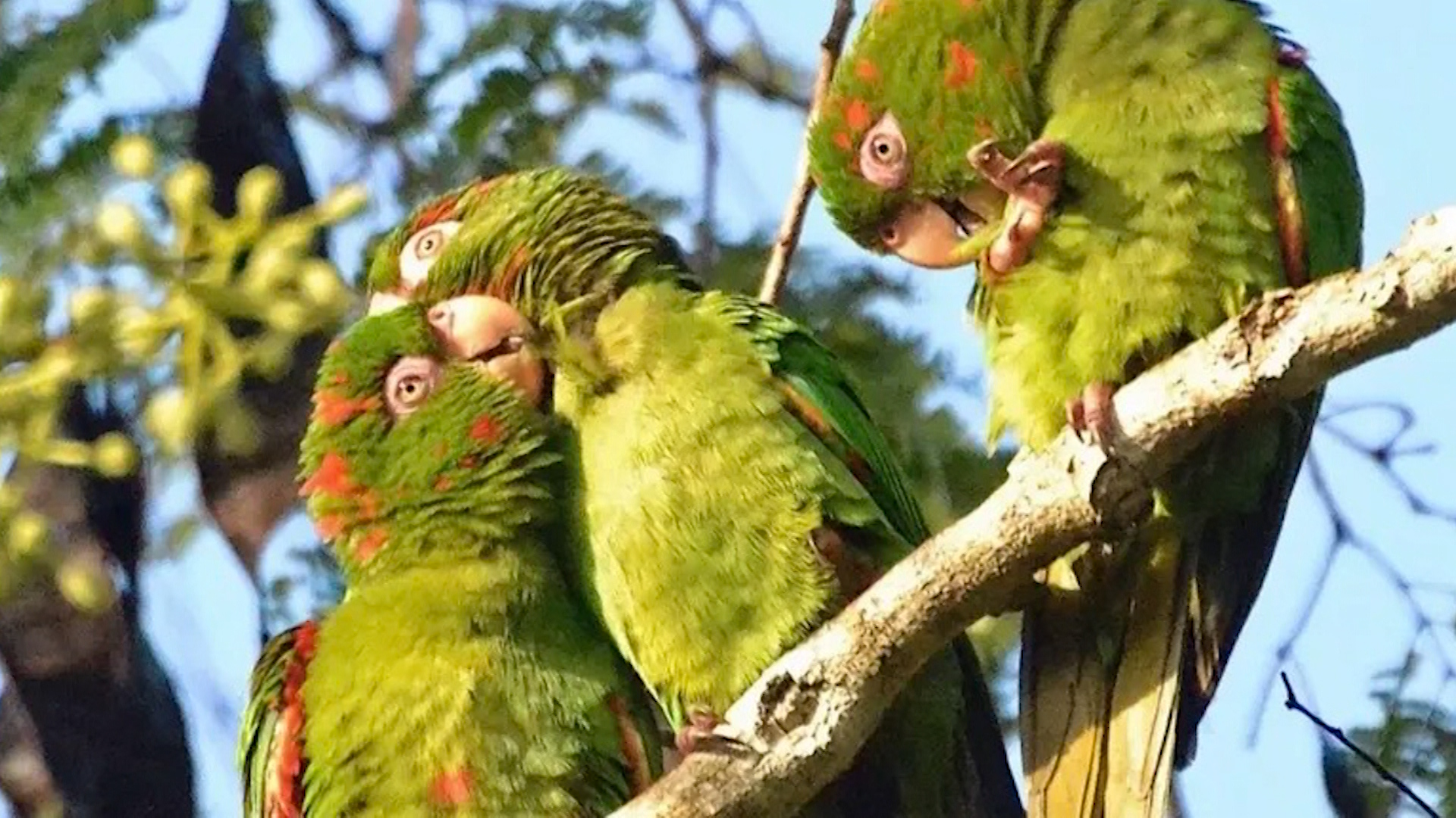 Experts Warn Pet Trade Is Putting Caribbean Parrots At Risk Of Extinction