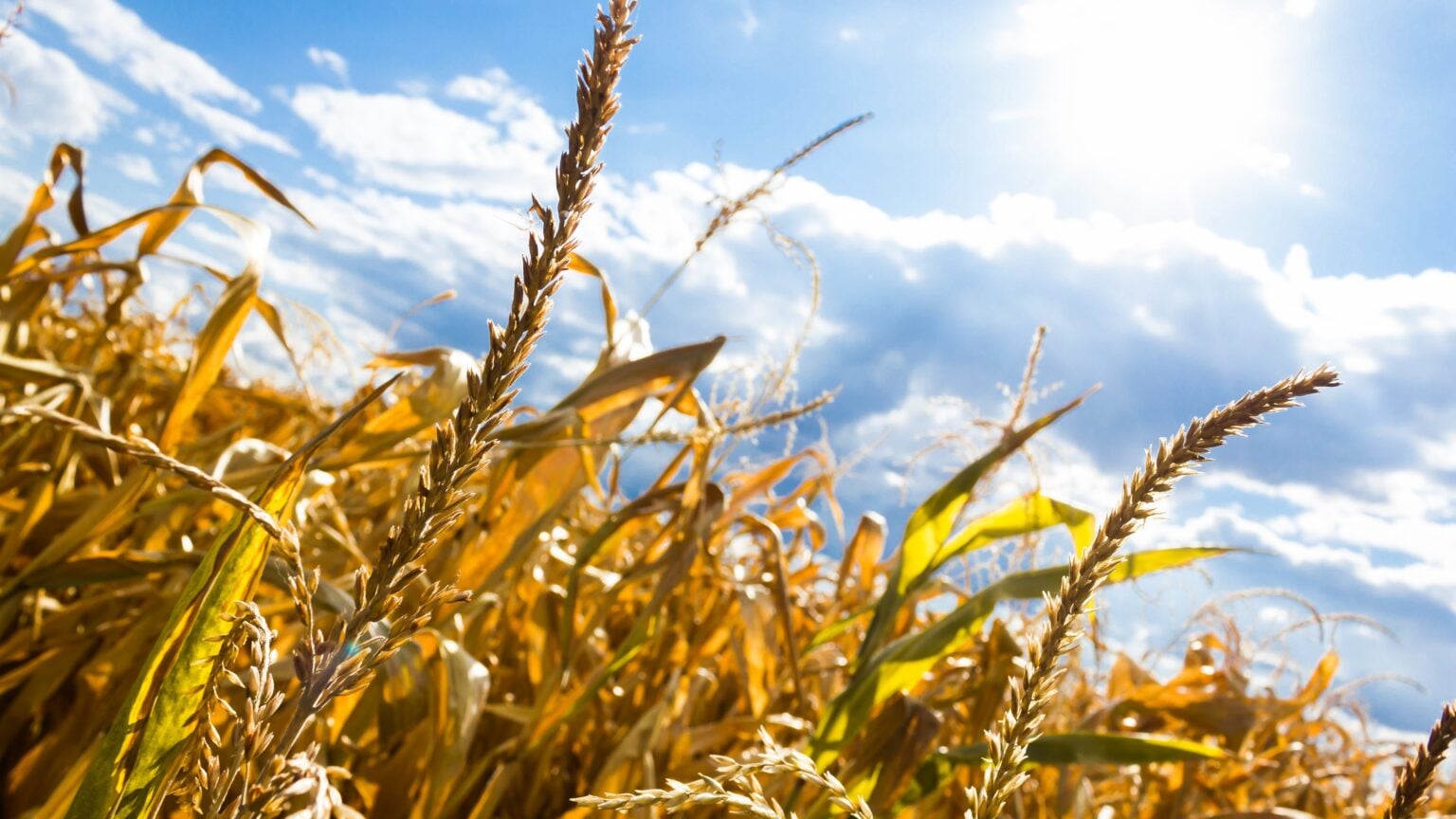 Extreme Heat and Drought Bring Harvest Weeks ahead of Schedule