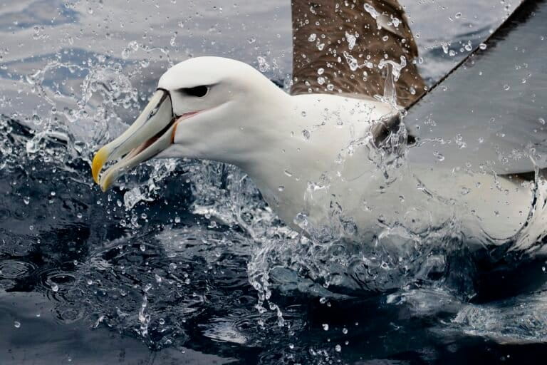Extreme weather dampens breeding success for marine predators in Tasmania: study