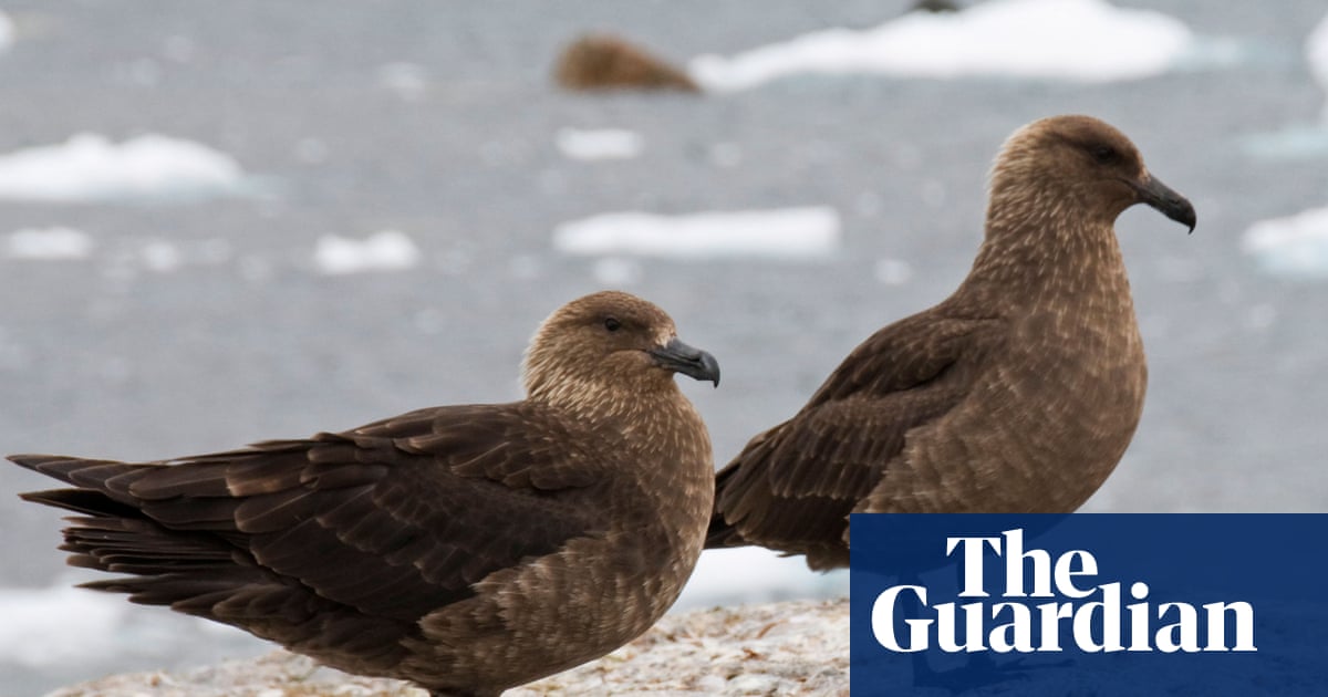 Fears for New Zealand’s native species as first bird flu case emerges | New Zealand