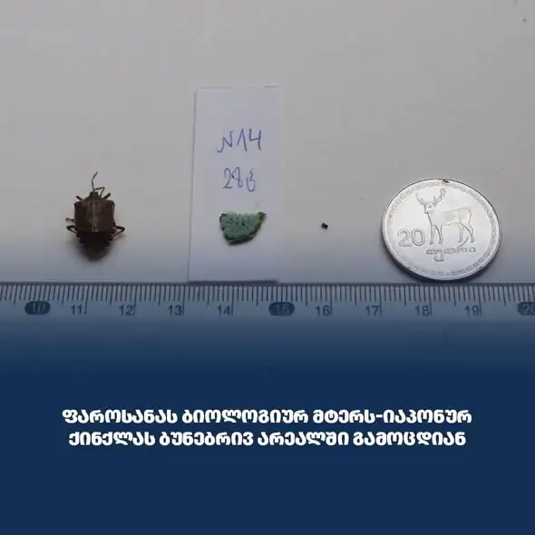 Field Testing Begins for Japanese Wasp in Georgia