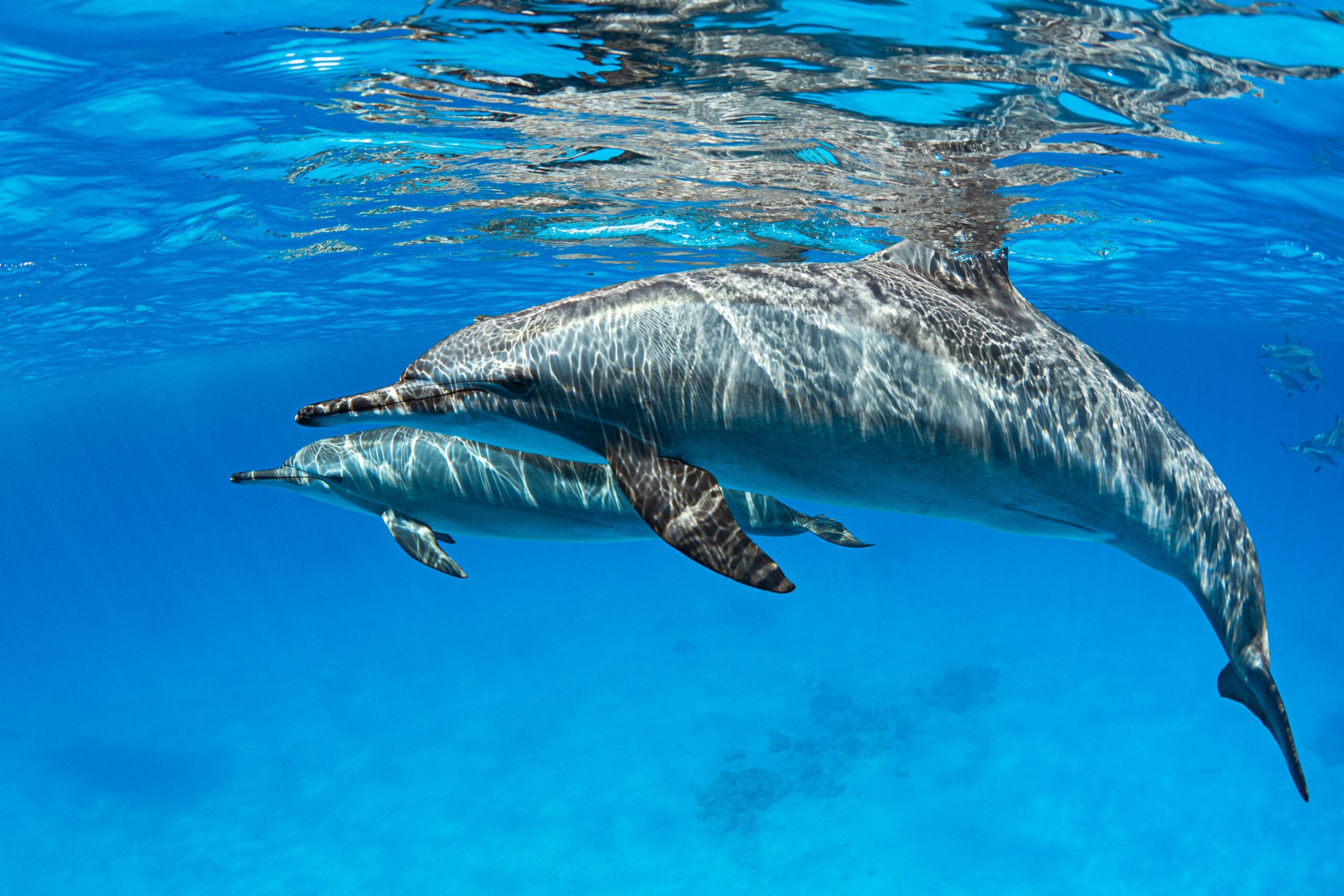 First Newborn Bottlenose Dolphin Calves of the Year Spotted Near Vis