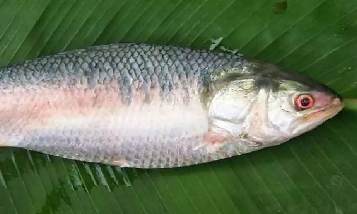 First Pulasa Fish of the Season Arrives in Yanam, auctioned for Rs. 14,000
