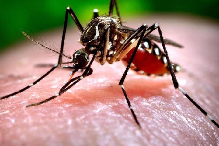 First West Nile virus infection for 2026 diagnosed in Athens