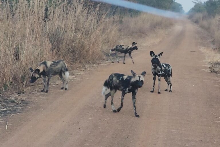 First sighting of African wild dogs in Malawi national park in more than 10 years