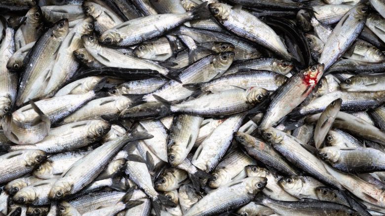 Fisheries managers must stop delaying and protect Maine’s river herring