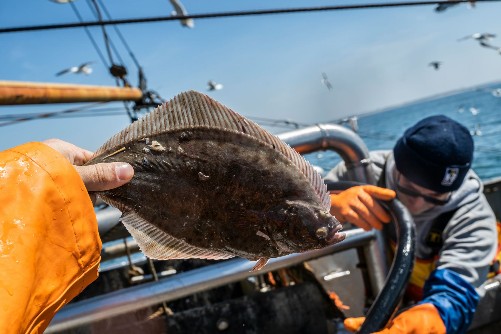 Fishing for sole will be prohibited in Portugal