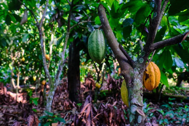 Forests in Liberia are falling to cocoa, in half a year the EU could ban imports
