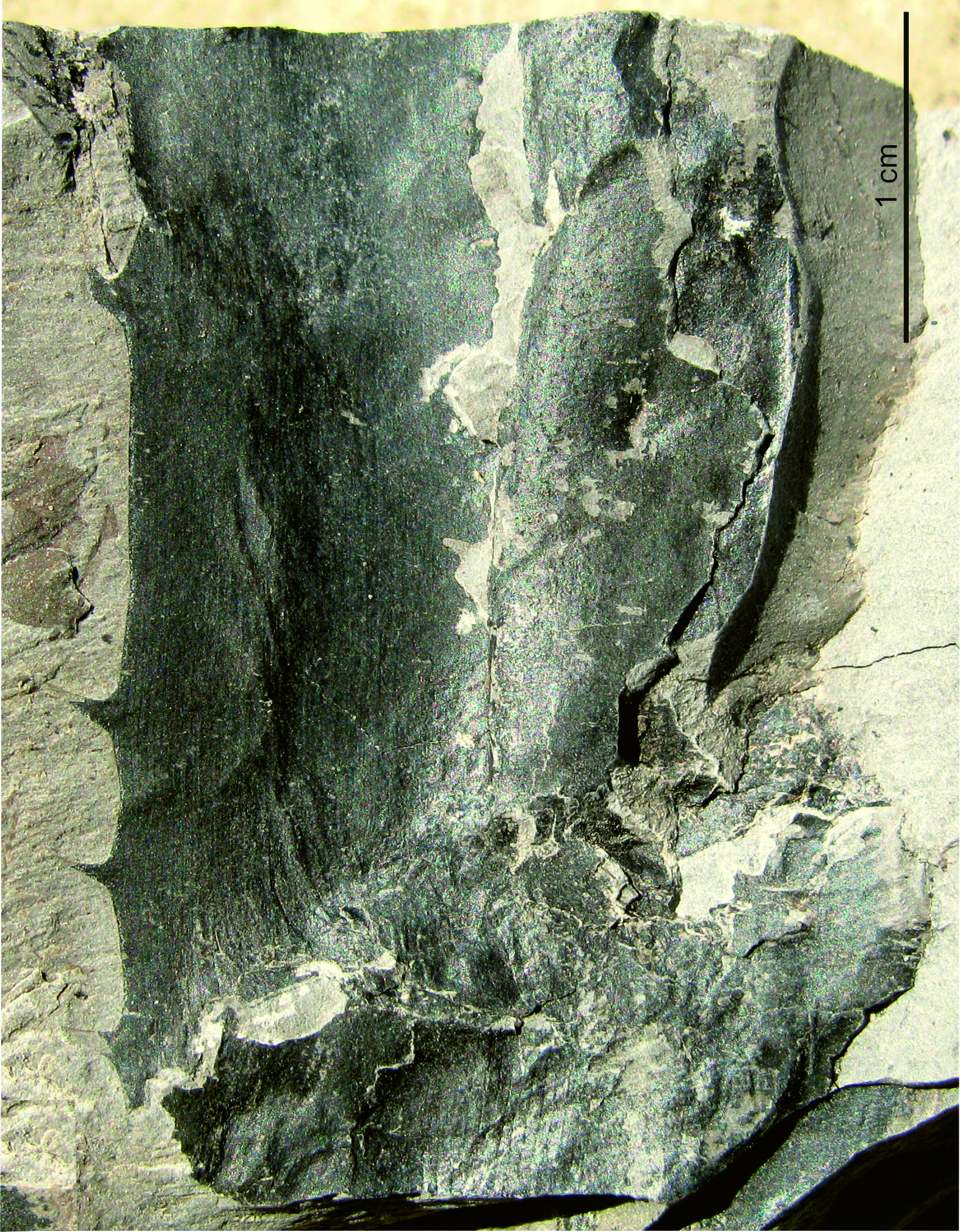 Fossils push India’s Kewra lineage back 24 million years