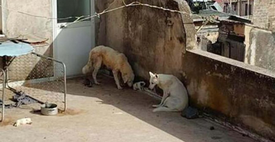 Horrific animal cruelty as puppies left to die in 43º without shade or water