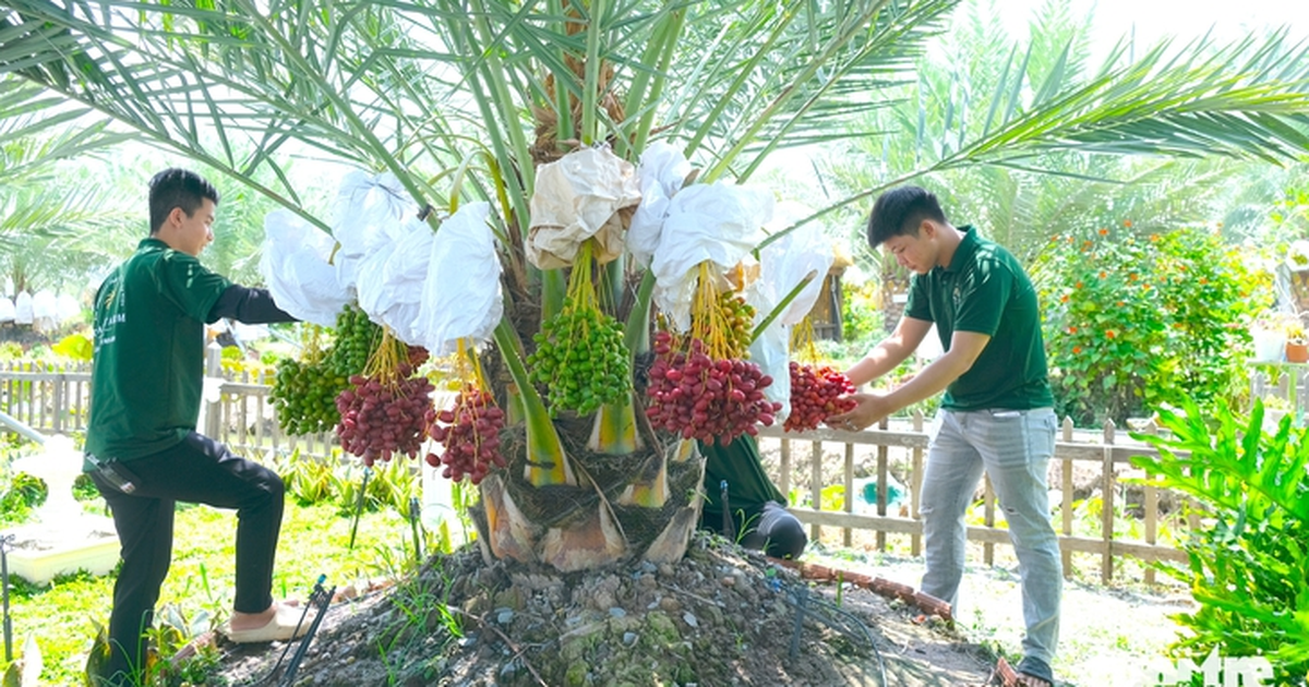 Free date palm garden draws visitors to Vietnam’s Dong Thap