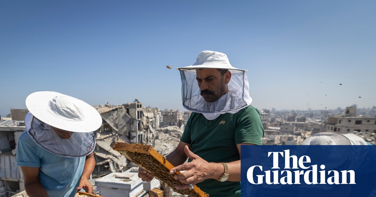 From 400 hives to 35: the Gaza beekeeper refusing to let war end his life’s work | Bees