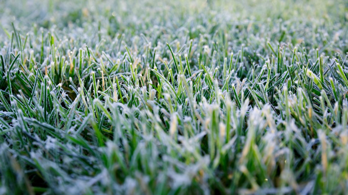 Frost in July: Twente records a midsummer first for Netherlands