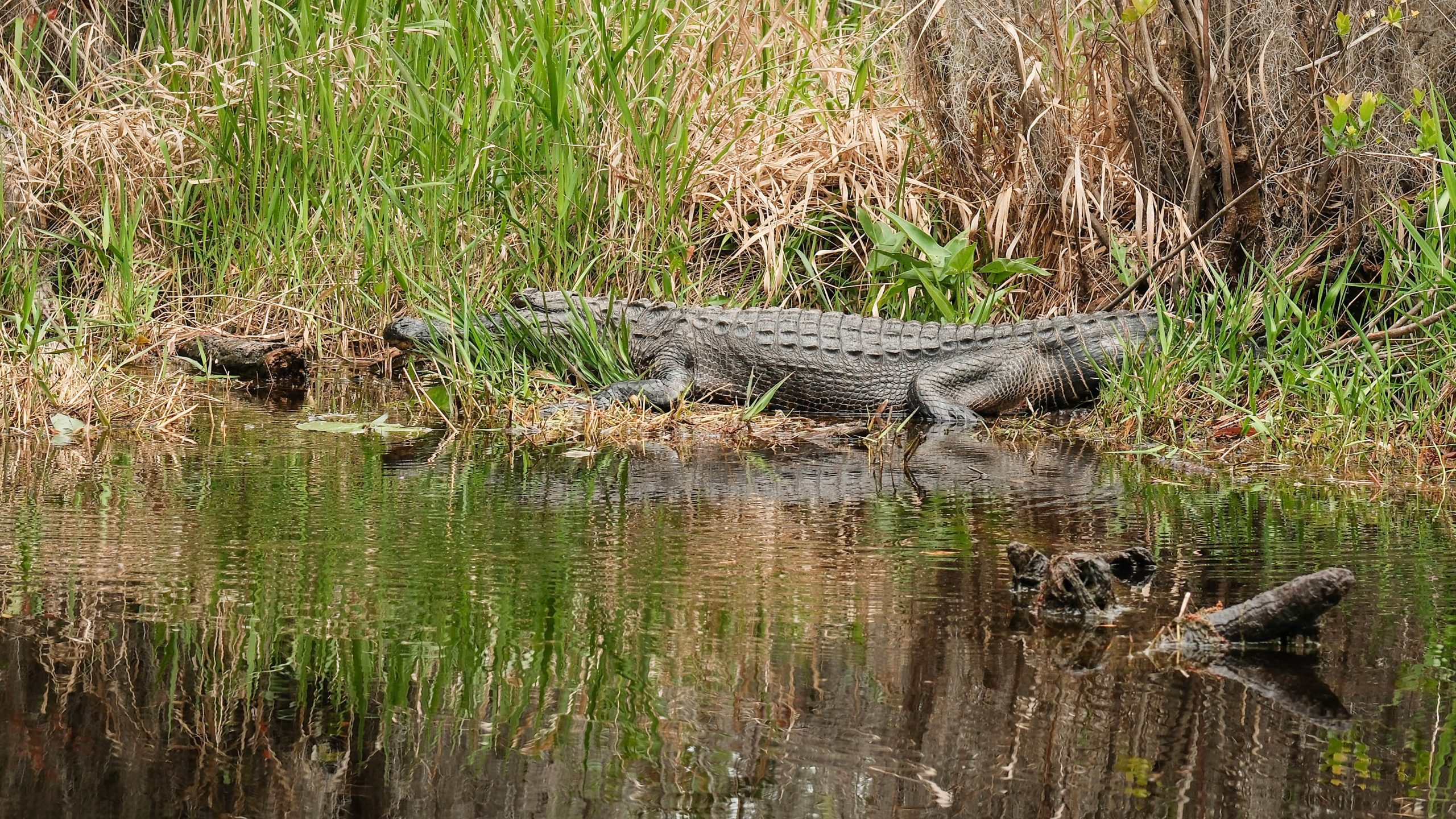 Georgia approves first purchase of Okefenokee property