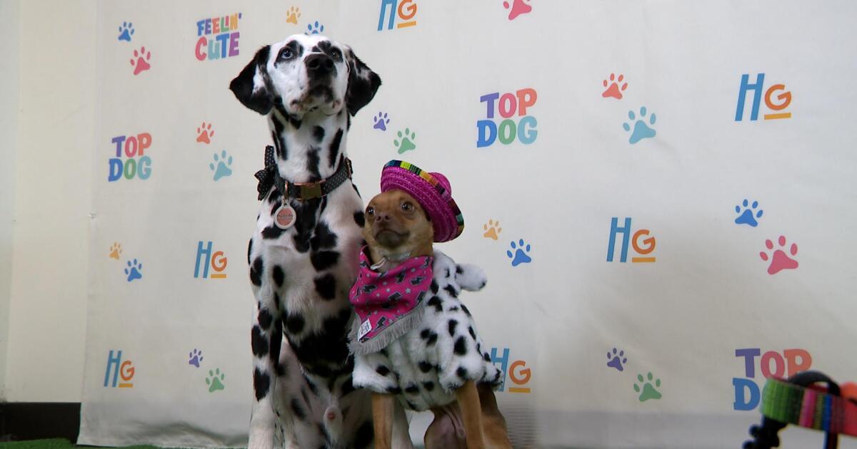 Got a cute dog? It could be featured in a new board game