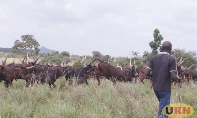 Gov't extends Northern Uganda cattle restocking programme to 10 years