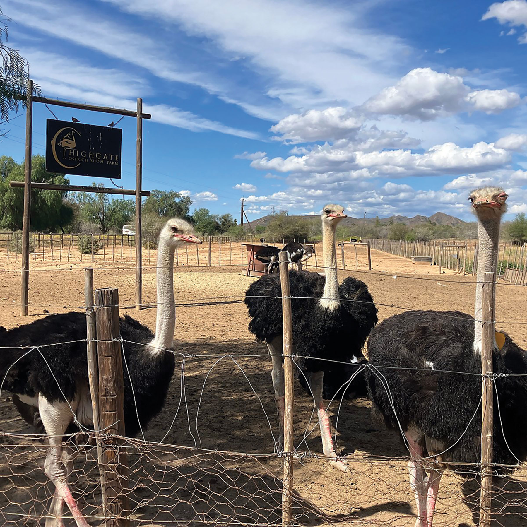 Gov’t targets Ostrich exports in bid to diversify economy